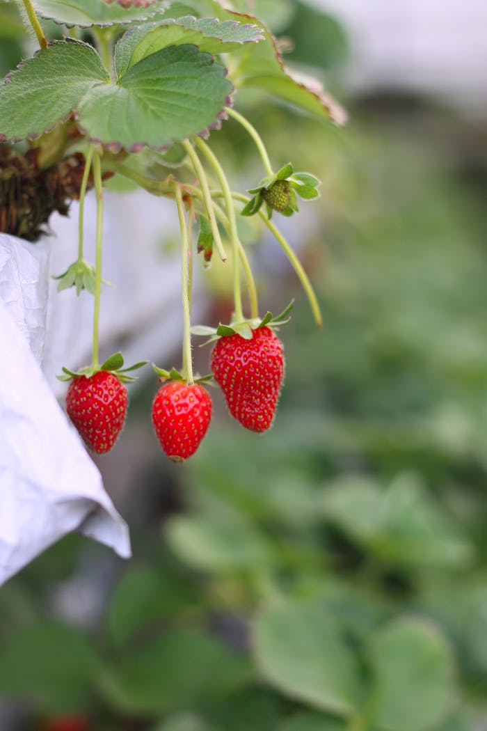 Close-up of ripe strawberries hanging on a vine, taken outdoors.