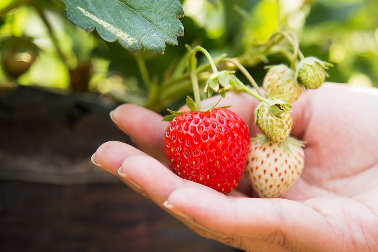 Close-up of a hand holding ripe and unripe strawberries in a sunny garden.